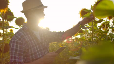 Ein-Junger-Bauer-Mit-Strohhut-Und-Kariertem-Hemd-Geht-An-Einem-Sommertag-über-Ein-Feld-Mit-Vielen-Großen-Sonnenblumen-Und-Schreibt-Seine-Eigenschaften-Auf-Sein-Digitales-Tablet